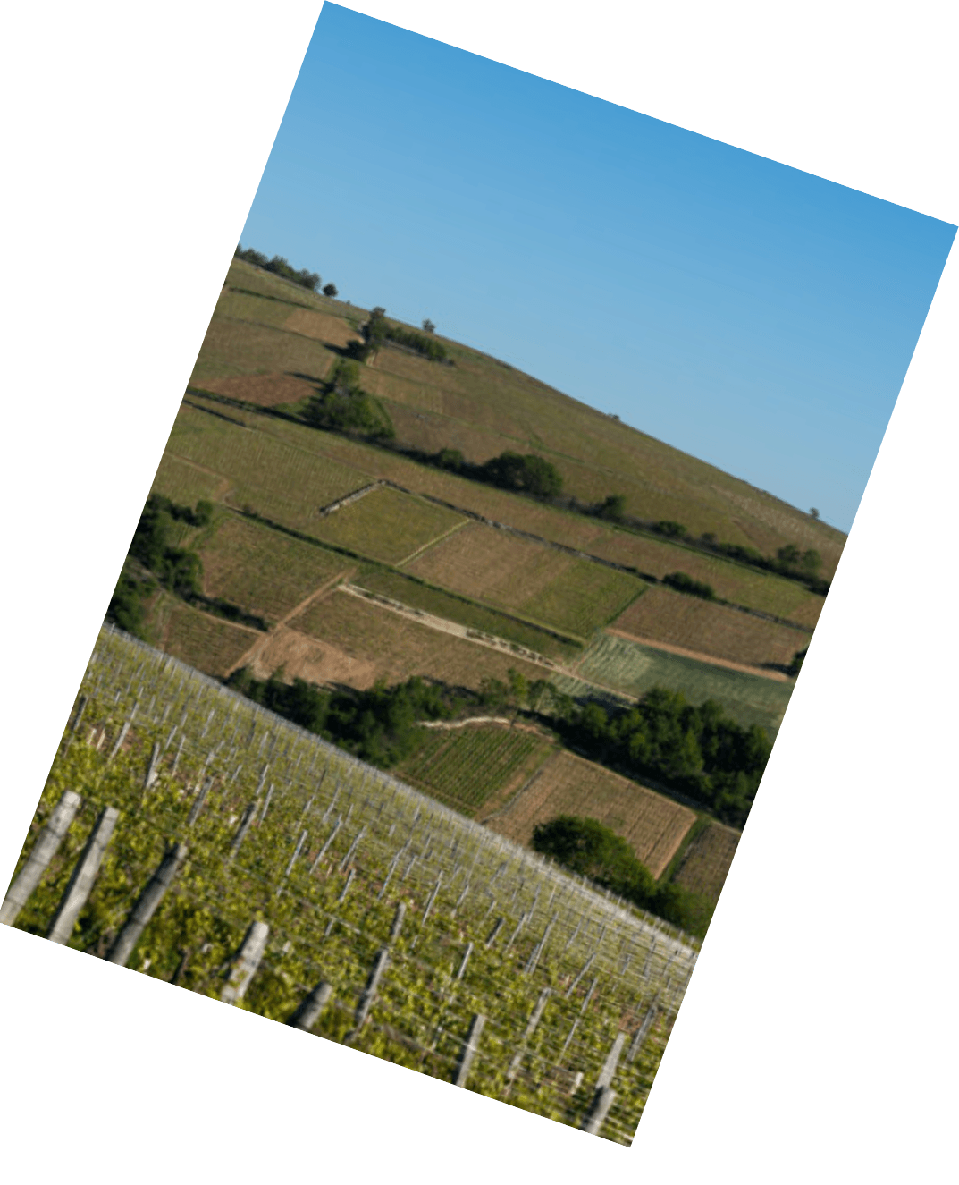 Vinification